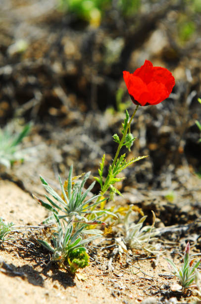 istock poppies in the desert 825794332
