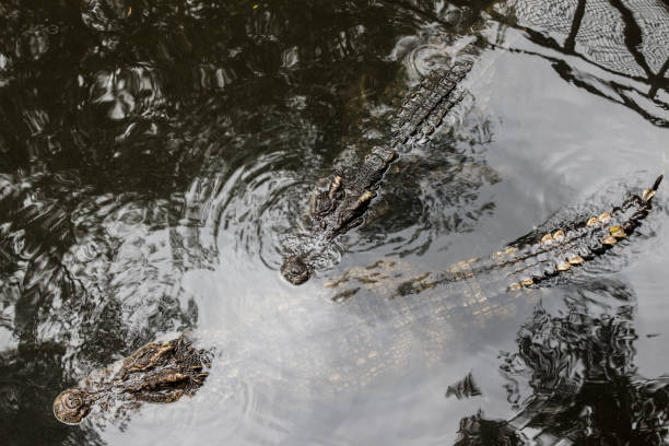 Crocodile floating in the water.