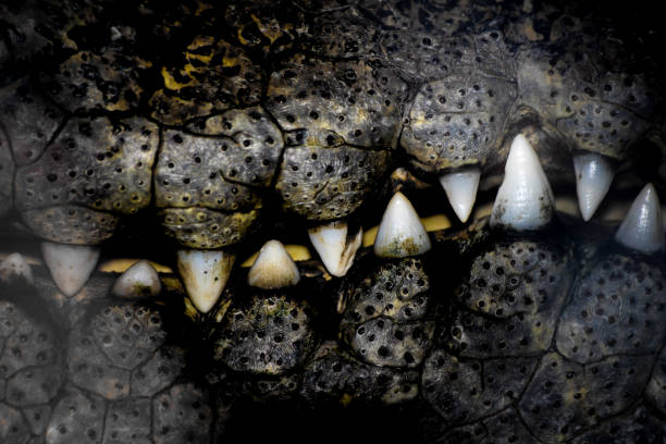 istock Mouth of the crocodile hunter. 825796698