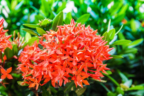 istock Photos red Ixora flowers 825796806