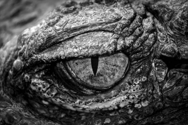 istock Black and white eyes of hunter . 825796912