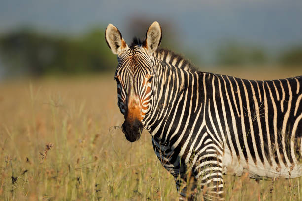 istock Portrait of a Cape mountain zebra 825796932