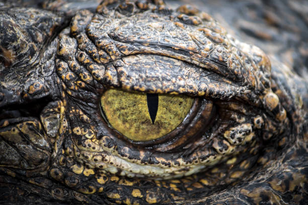 istock Yellow eyes of hunter . 825796970