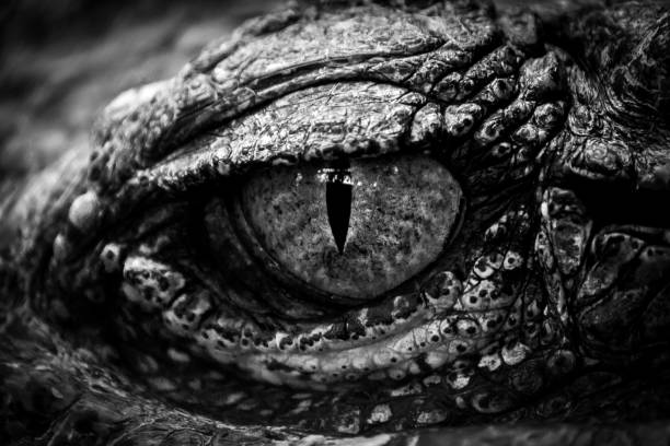 Black and white eyes of hunter .