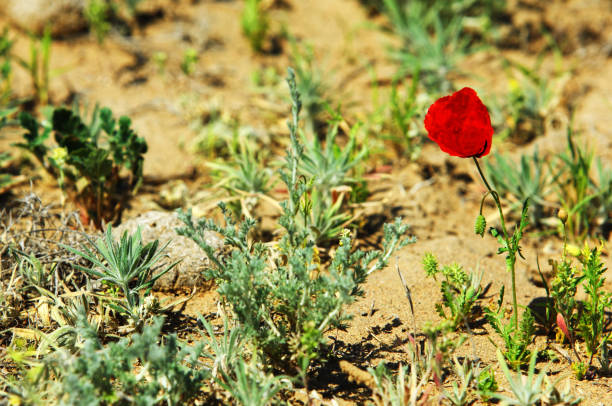 poppies in the desert. poppies bloom in the desert in the early spring