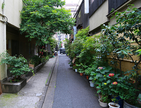 Japan's cozy back street green in Tokyo