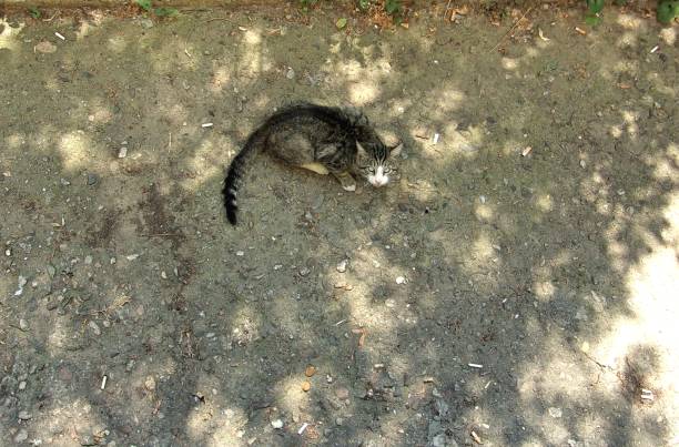 istock Stray Cat waiting for food 825803514