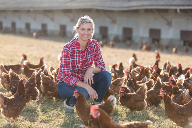istock female farmer raising chicken outdoors. 825803782