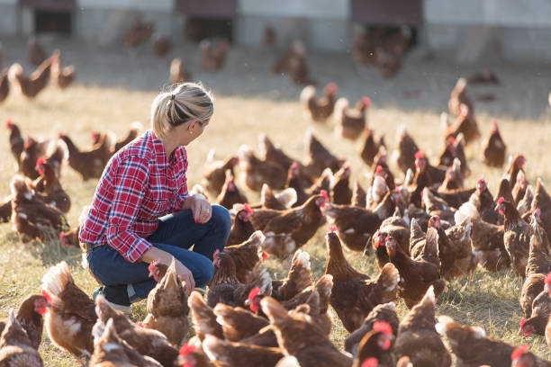 istock Female veterinarian with chicken 825803832