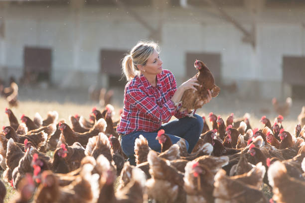 female farmer on poultry farm female farmer on poultry farm feeding chickens stock pictures, royalty-free photos & images