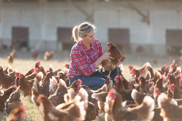 istock Female veterinarian with chicken 825803836