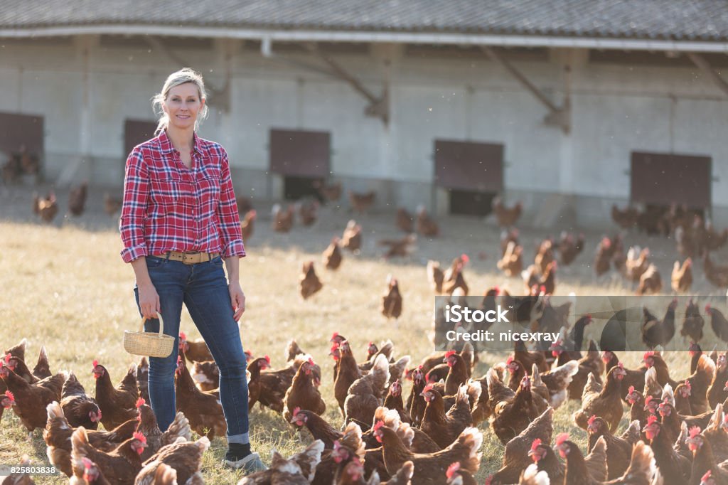 agricultrice sur l’élevage de volailles - Photo de Agriculteur libre de droits