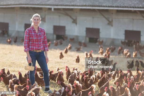 Photo libre de droit de Agricultrice Sur Lélevage De Volailles banque d'images et plus d'images libres de droit de Agriculteur - Agriculteur, Poulet - Volaille domestique, Agricultrice