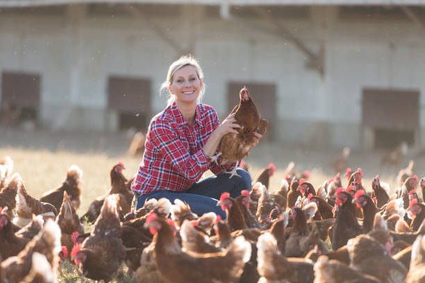 istock Female veterinarian with chicken 825803848