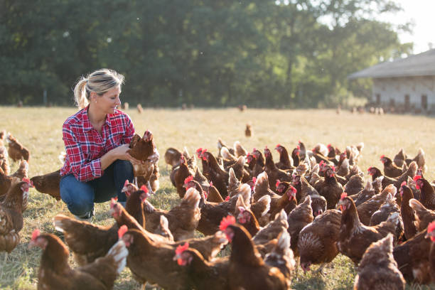 Female veterinarian with chicken