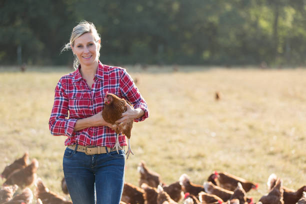 istock Female veterinarian with chicken 825803892