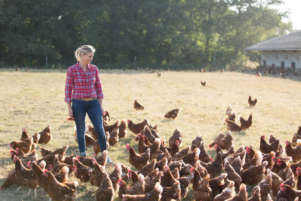 istock modern female farmer working with chicken 825803934