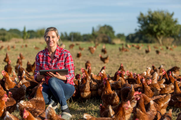 istock modern female farmer working with chicken 825803948