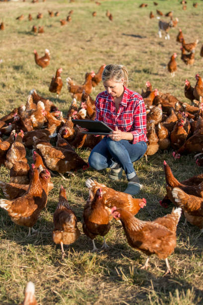 istock Female veterinarian with chicken 825803950