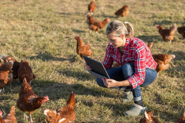 istock Female veterinarian with chicken 825803994