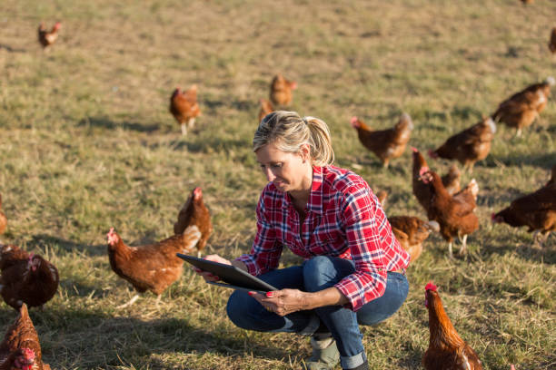 istock Female veterinarian with chicken 825803996