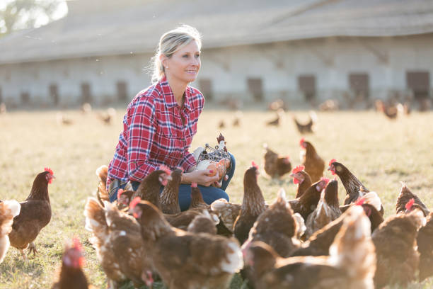 istock female farmer in farm with chicken 825804124