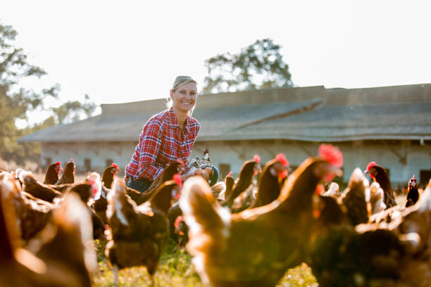 istock female farmer in farm with chicken 825804140