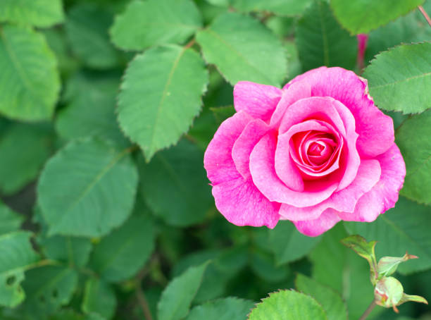 istock Pink rose blooms in the garden. 825804148