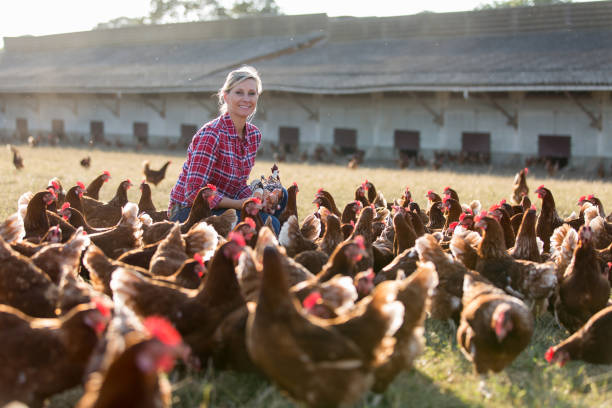 istock female farmer in farm with chicken 825804178
