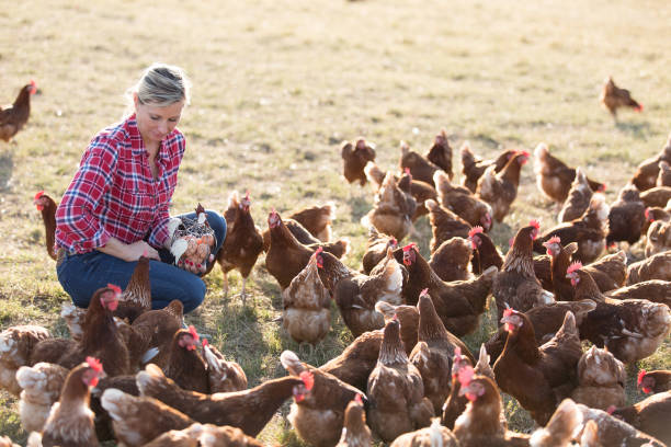 istock female farmer in farm with chicken 825804196