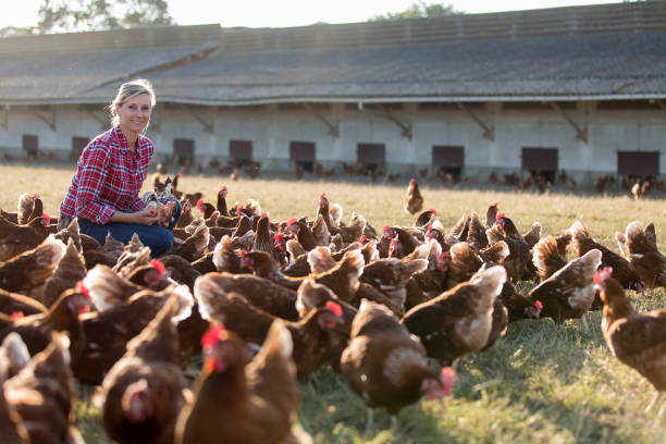 istock female farmer in farm with chicken 825804198