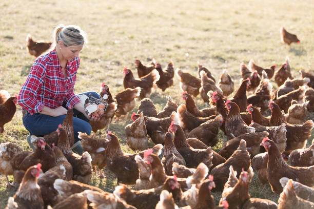 istock female farmer in farm with chicken 825804202