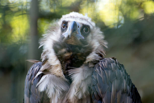 istock Portrait view of eurasian black vulture. 825804208