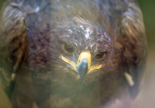 Portrait view of steppe eagle. Portrait view of steppe eagle. steppe eagle aquila nipalensis detail of eagles head stock pictures, royalty-free photos & images