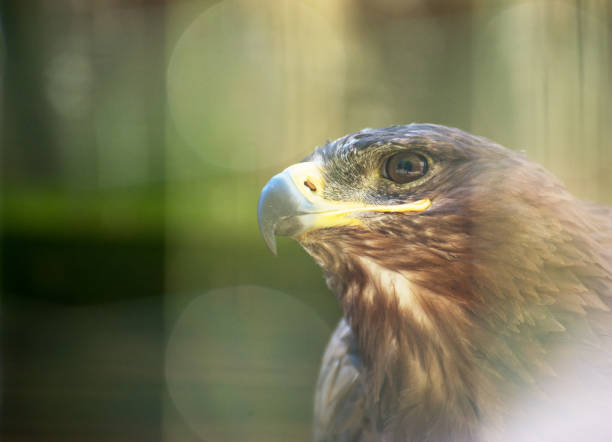 istock Portrait view of steppe eagle. 825804226