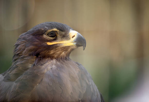 Portrait view of steppe eagle. Portrait view of steppe eagle. steppe eagle aquila nipalensis detail of eagles head stock pictures, royalty-free photos & images