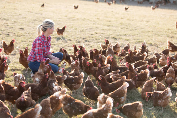 istock female farmer in farm with chicken 825804234