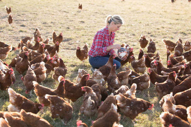 istock female farmer in farm with chicken 825804240