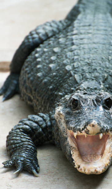 istock Close-up view of Crocodile 825804246
