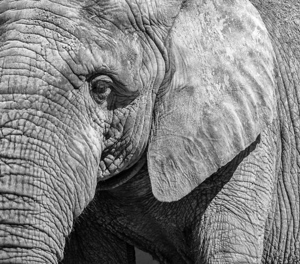 istock Black and white portrait of an elephant. 825804286
