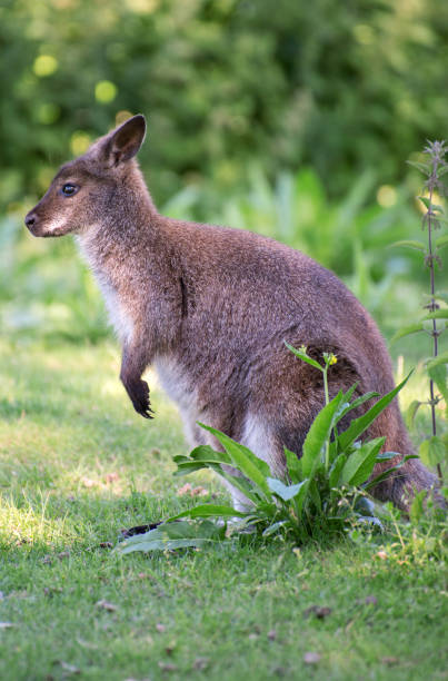 istock Portrait of kangaroo in national park. 825804310