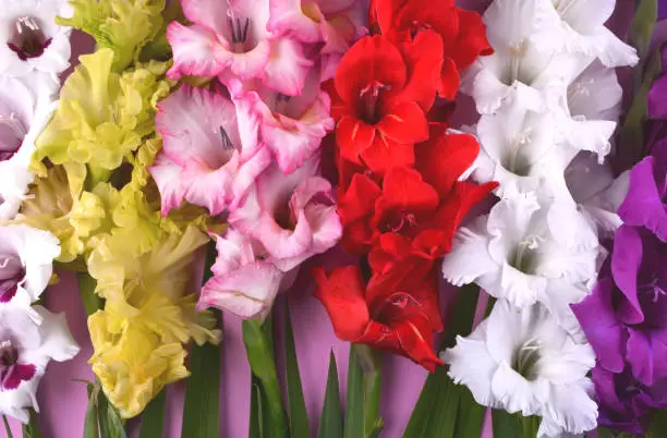 Beautiful gladiolus flowers on trendy pink background. Flat lay style with place for your text.