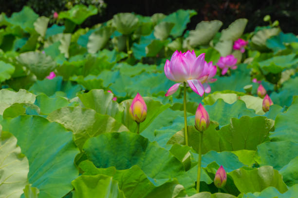 istock The Lotus Flower 825818608