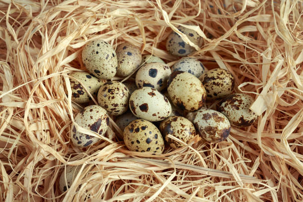 istock Fresh quail eggs in a straw nest 825818722
