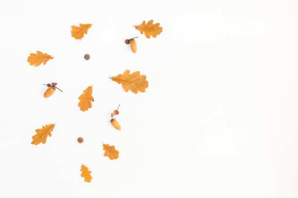 istock Autumn oak leaves on white background. Flat lay, top view 825818906