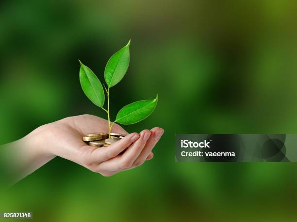 Investing To Green Business Stock Photo - Download Image Now - Bank - Financial Building, Bud, Business