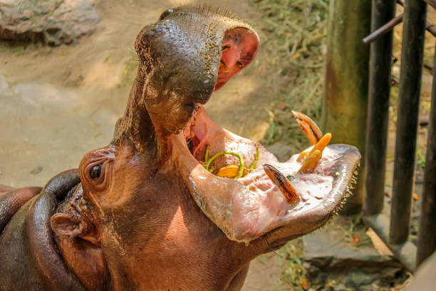 istock Close-up of hippo with open chaps 825823508