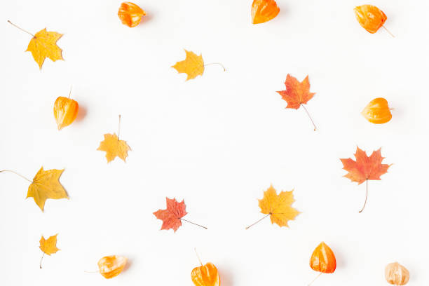 istock Autumn maple leaves and physalis flowers. Flat lay, top view 825825806