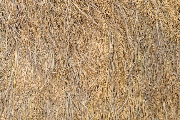 куча рисового пучка на рисовом поле после сбора урожая - 11906 стоковые фото и изображения