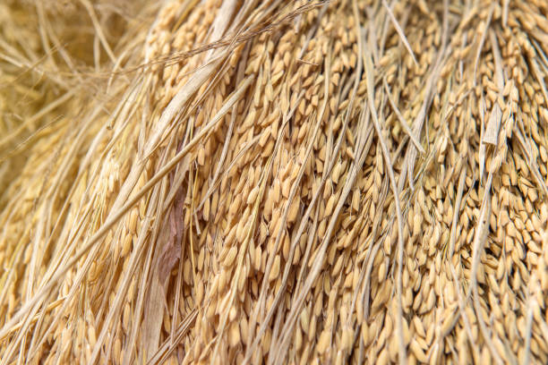 tas de paddy bundle sur le champ après la récolte du riz - 11907 photos et images de collection